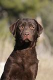 LABRADOR 623